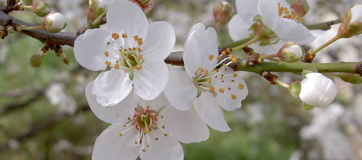 Descubre Cherry Plum, Flores de Bach que ayudará a que vuelvas a tomar el control 