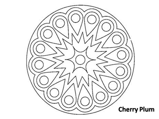 CHERRY-PLUM